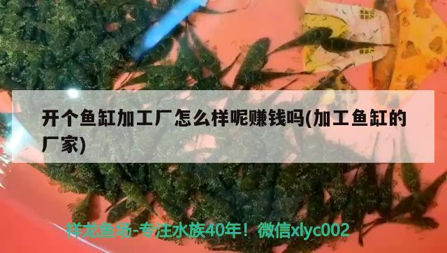 開個魚缸加工廠怎么樣呢賺錢嗎(加工魚缸的廠家)