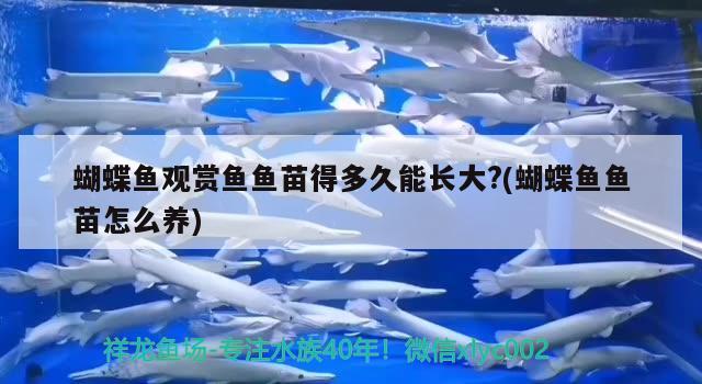 蝴蝶魚觀賞魚魚苗得多久能長(zhǎng)大?(蝴蝶魚魚苗怎么養(yǎng))