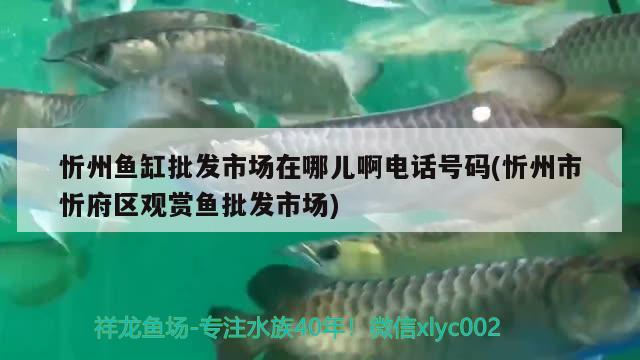 忻州魚缸批發(fā)市場(chǎng)在哪兒啊電話號(hào)碼(忻州市忻府區(qū)觀賞魚批發(fā)市場(chǎng)) 觀賞魚批發(fā)