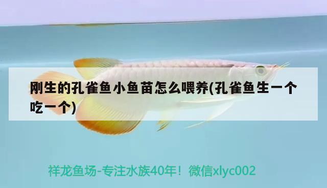 剛生的孔雀魚小魚苗怎么喂養(yǎng)(孔雀魚生一個吃一個)