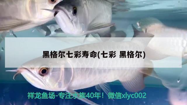 黑格爾七彩壽命(七彩黑格爾) 觀賞魚