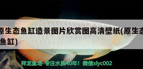 原生態(tài)魚缸造景圖片欣賞圖高清壁紙(原生態(tài)魚缸)