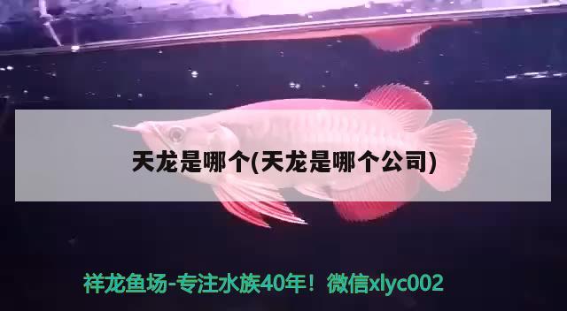 天龍是哪個(天龍是哪個公司) 觀賞魚