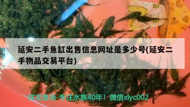 延安二手魚缸出售信息網(wǎng)址是多少號(延安二手物品交易平臺)