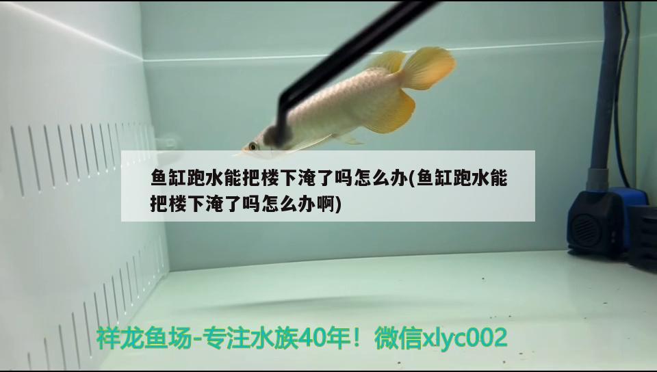 魚缸跑水能把樓下淹了嗎怎么辦(魚缸跑水能把樓下淹了嗎怎么辦啊) 水族世界