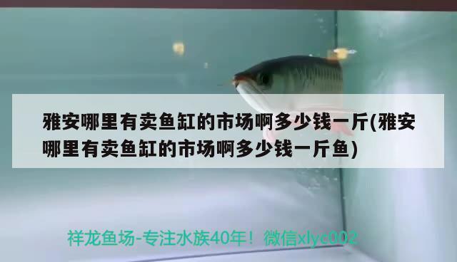 雅安哪里有賣魚缸的市場啊多少錢一斤(雅安哪里有賣魚缸的市場啊多少錢一斤魚) 福滿鉆魚