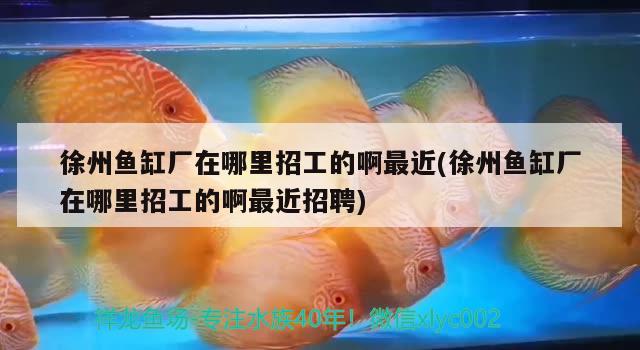 徐州魚缸廠在哪里招工的啊最近(徐州魚缸廠在哪里招工的啊最近招聘)