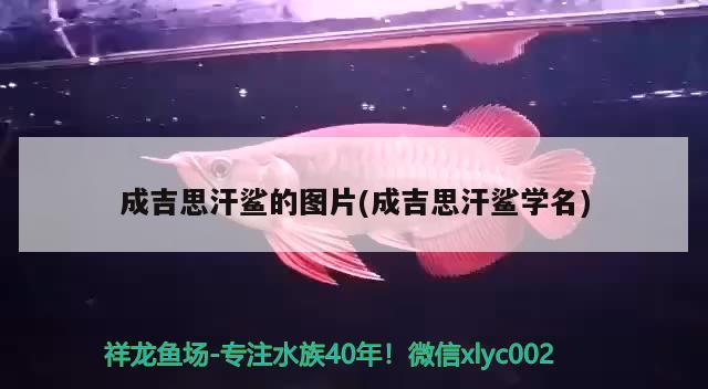 成吉思汗鯊的圖片(成吉思汗鯊學(xué)名) 成吉思汗鯊（球鯊）魚(yú)