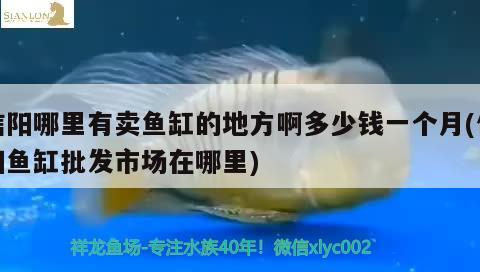 信陽哪里有賣魚缸的地方啊多少錢一個月(信陽魚缸批發(fā)市場在哪里) 細(xì)線銀板魚苗