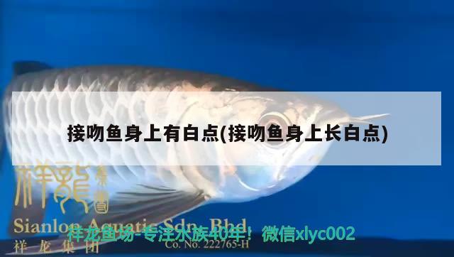 接吻魚身上有白點(接吻魚身上長白點)