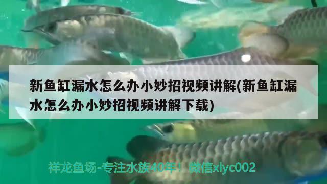 新魚缸漏水怎么辦小妙招視頻講解(新魚缸漏水怎么辦小妙招視頻講解下載) 廣州龍魚批發(fā)市場(chǎng)