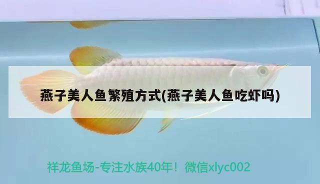 燕子美人魚(yú)繁殖方式(燕子美人魚(yú)吃蝦嗎)