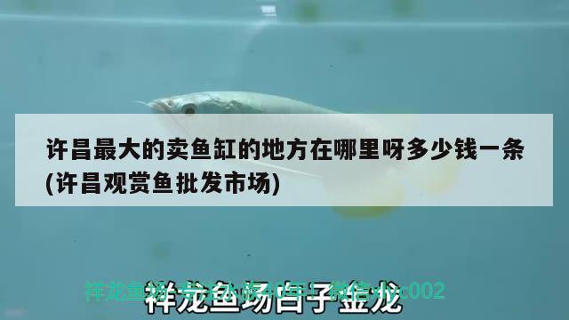 許昌最大的賣魚缸的地方在哪里呀多少錢一條(許昌觀賞魚批發(fā)市場)