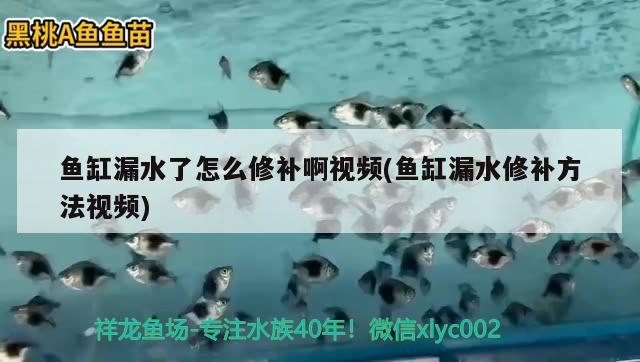 魚缸漏水了怎么修補啊視頻(魚缸漏水修補方法視頻) 森森魚缸