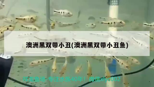 澳洲黑雙帶小丑(澳洲黑雙帶小丑魚) 海水魚