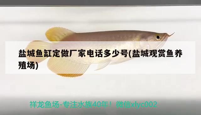 鹽城魚缸定做廠家電話多少號(hào)(鹽城觀賞魚養(yǎng)殖場(chǎng))