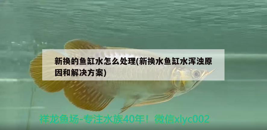 新?lián)Q的魚(yú)缸水怎么處理(新?lián)Q水魚(yú)缸水渾濁原因和解決方案) 可麗愛(ài)魚(yú)缸