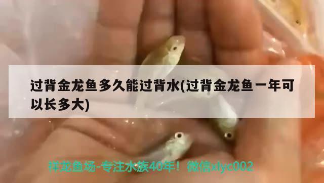 過背金龍魚多久能過背水(過背金龍魚一年可以長(zhǎng)多大)