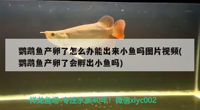 鸚鵡魚產(chǎn)卵了怎么辦能出來小魚嗎圖片視頻(鸚鵡魚產(chǎn)卵了會孵出小魚嗎) 鸚鵡魚