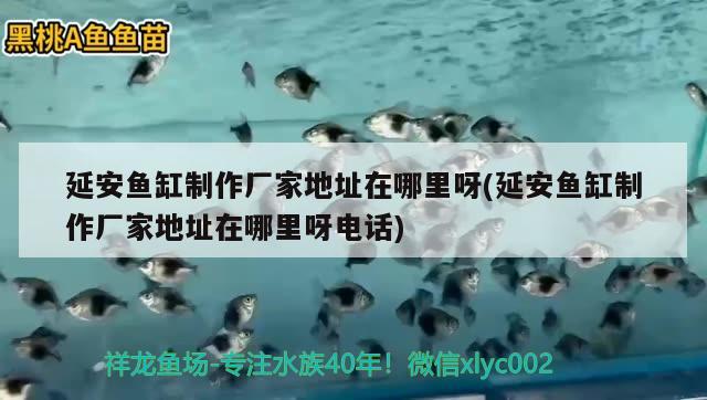 延安魚缸制作廠家地址在哪里呀(延安魚缸制作廠家地址在哪里呀電話)