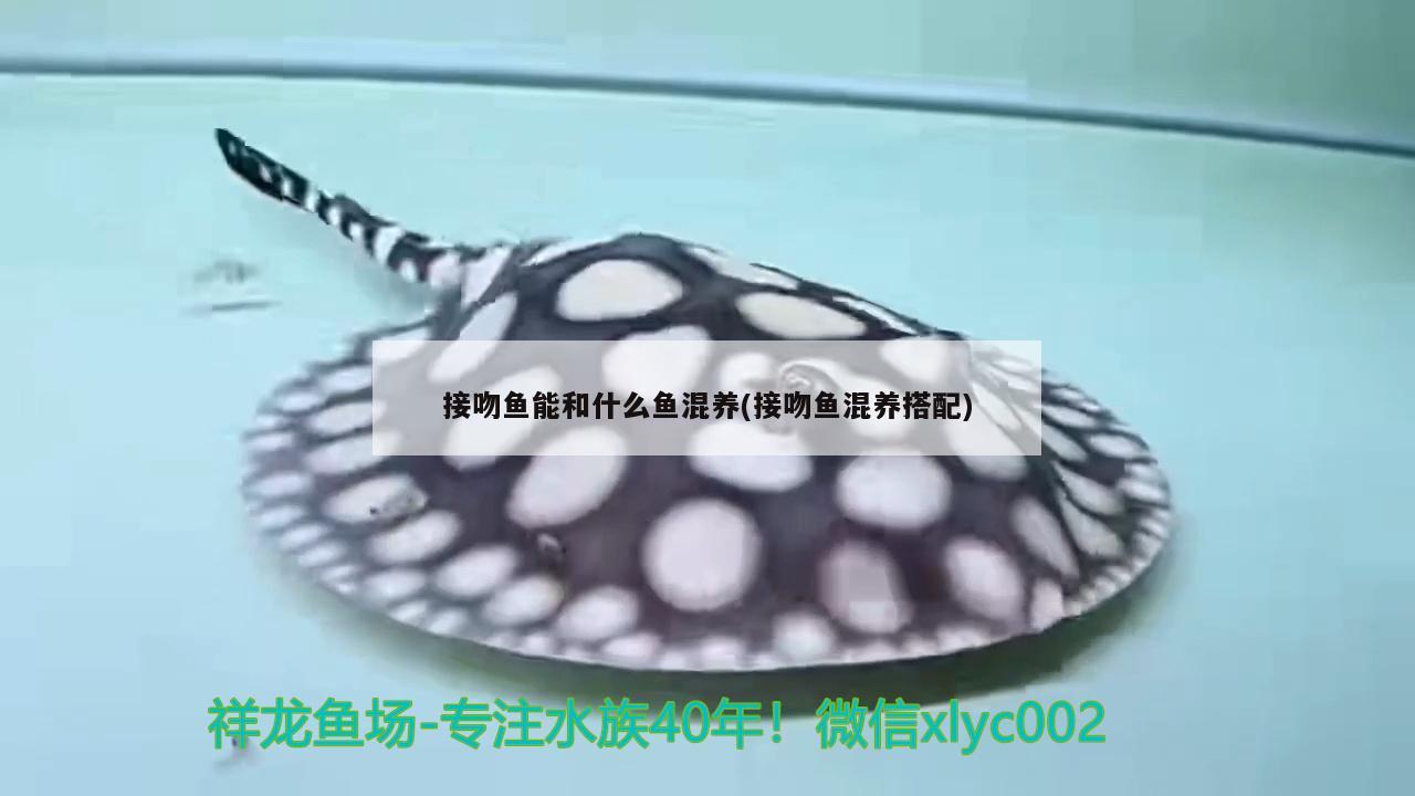 接吻魚能和什么魚混養(yǎng)(接吻魚混養(yǎng)搭配)