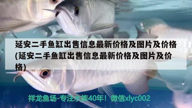 延安二手魚缸出售信息最新價(jià)格及圖片及價(jià)格(延安二手魚缸出售信息最新價(jià)格及圖片及價(jià)格) 帝王血鉆魚