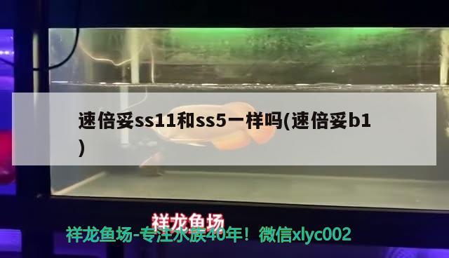 速倍妥ss11和ss5一樣嗎(速倍妥b1) 速倍妥