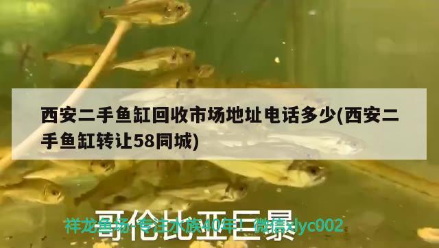 西安二手魚缸回收市場地址電話多少(西安二手魚缸轉(zhuǎn)讓58同城)