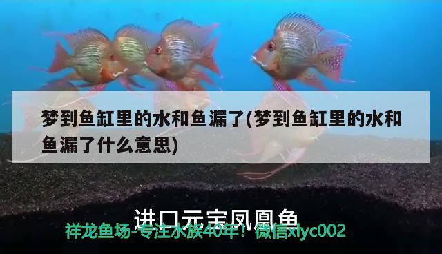 夢(mèng)到魚(yú)缸里的水和魚(yú)漏了(夢(mèng)到魚(yú)缸里的水和魚(yú)漏了什么意思) 青龍魚(yú)