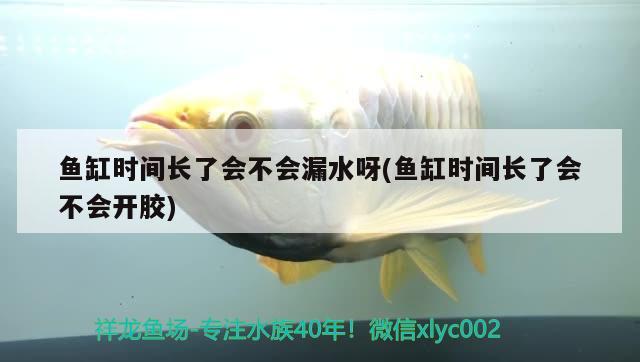 魚(yú)缸時(shí)間長(zhǎng)了會(huì)不會(huì)漏水呀(魚(yú)缸時(shí)間長(zhǎng)了會(huì)不會(huì)開(kāi)膠)