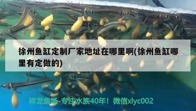 徐州魚缸定制廠家地址在哪里啊(徐州魚缸哪里有定做的)