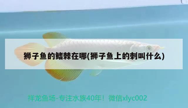 獅子魚的鰭棘在哪(獅子魚上的刺叫什么)