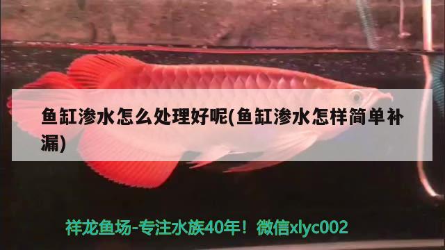 魚缸滲水怎么處理好呢(魚缸滲水怎樣簡單補(bǔ)漏) 魚糧魚藥