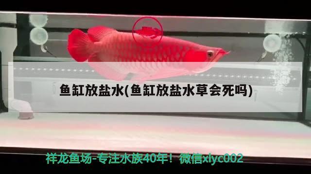 魚缸放鹽水(魚缸放鹽水草會死嗎)