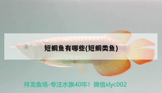 短鯛魚有哪些(短鯛類魚)