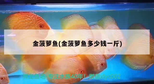 金菠蘿魚(金菠蘿魚多少錢一斤) 觀賞魚