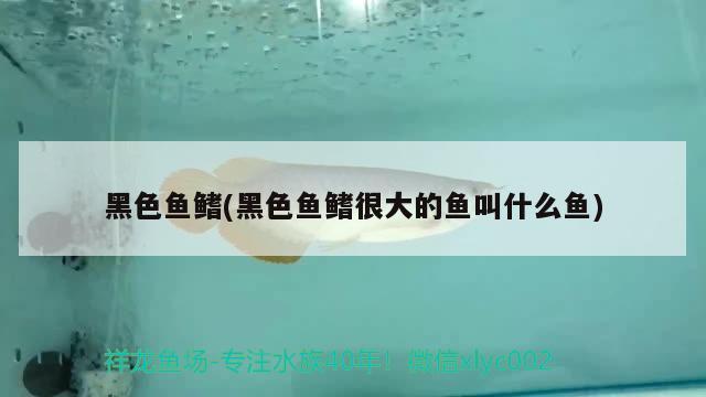 黑色魚鰭(黑色魚鰭很大的魚叫什么魚) 觀賞魚