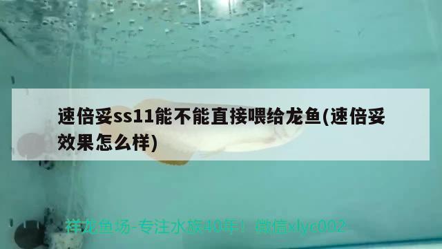 速倍妥ss11能不能直接喂給龍魚(yú)(速倍妥效果怎么樣) 速倍妥