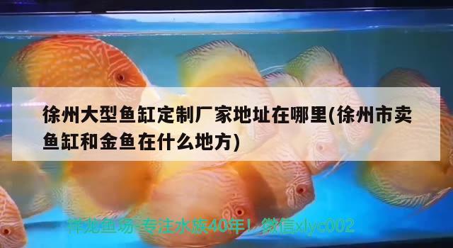 徐州大型魚缸定制廠家地址在哪里(徐州市賣魚缸和金魚在什么地方) 紅龍專用魚糧飼料