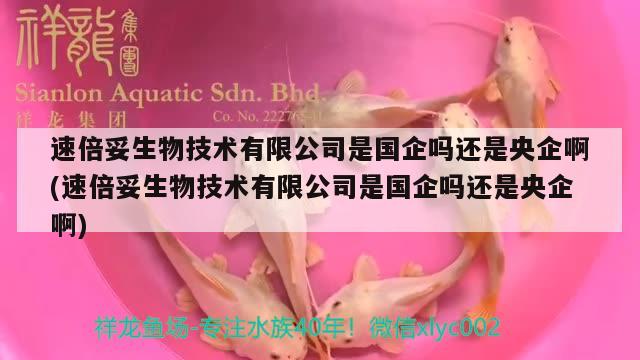 速倍妥生物技術(shù)有限公司是國企嗎還是央企啊(速倍妥生物技術(shù)有限公司是國企嗎還是央企啊) 速倍妥