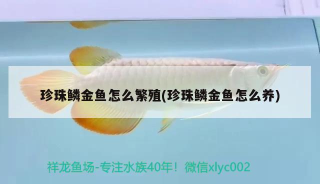 珍珠鱗金魚怎么繁殖(珍珠鱗金魚怎么養(yǎng)) 觀賞魚