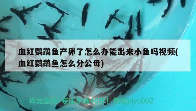 血紅鸚鵡魚產(chǎn)卵了怎么辦能出來(lái)小魚嗎視頻(血紅鸚鵡魚怎么分公母)