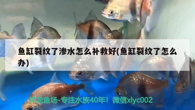 魚缸裂紋了滲水怎么補救好(魚缸裂紋了怎么辦)