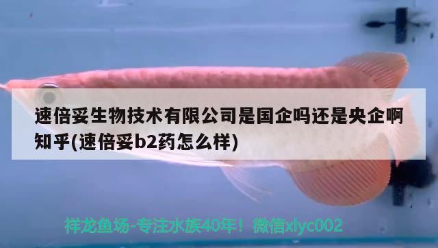 速倍妥生物技術(shù)有限公司是國企嗎還是央企啊知乎(速倍妥b2藥怎么樣) 速倍妥