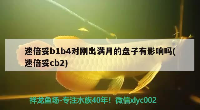 速倍妥b1b4對(duì)剛出滿(mǎn)月的盤(pán)子有影響嗎(速倍妥cb2)