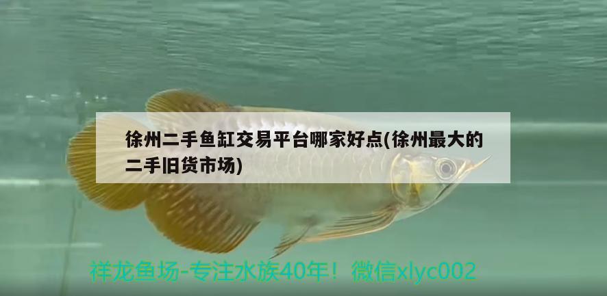 徐州二手魚缸交易平臺哪家好點(徐州最大的二手舊貨市場)