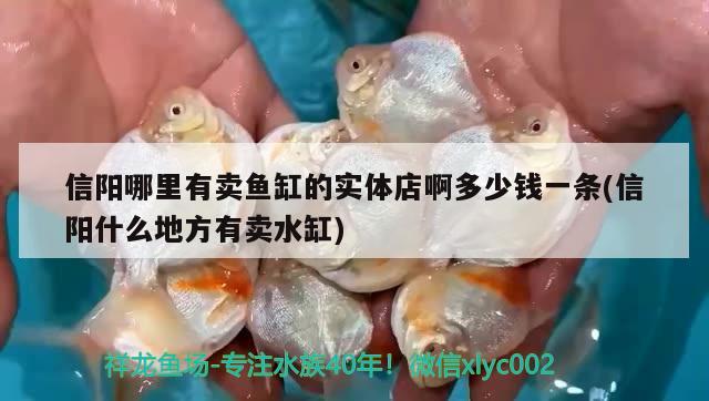 信陽(yáng)哪里有賣(mài)魚(yú)缸的實(shí)體店啊多少錢(qián)一條(信陽(yáng)什么地方有賣(mài)水缸) 元寶鳳凰魚(yú)