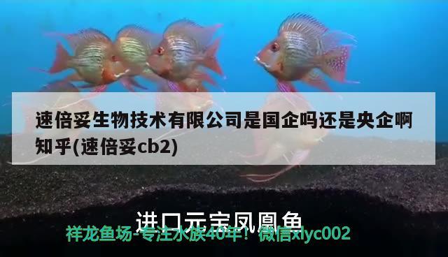 速倍妥生物技術(shù)有限公司是國企嗎還是央企啊知乎(速倍妥cb2) 速倍妥