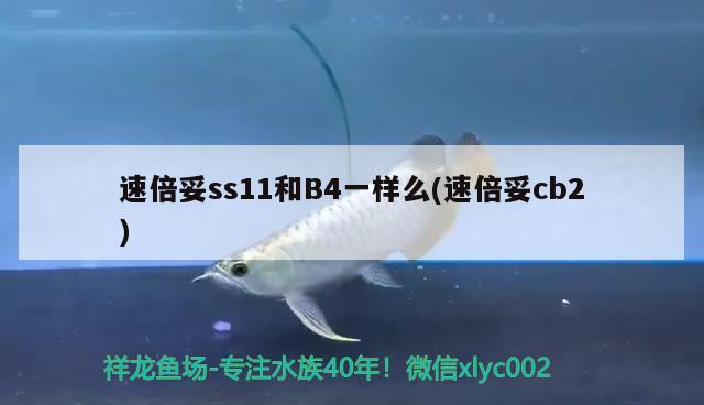 速倍妥ss11和B4一樣么(速倍妥cb2)