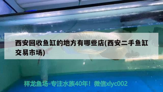 西安回收魚缸的地方有哪些店(西安二手魚缸交易市場) 純血皇冠黑白魟魚